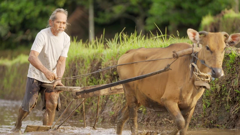 Old, Farmer, Plough, Rice Paddy by Real People Stories – Stock Footage ...
