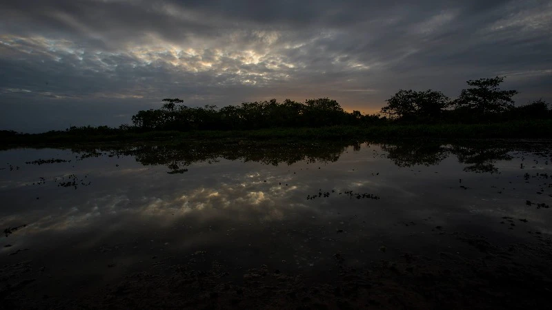 Marsh, Flood, America, Casanare by Day's Edge Productions – Stock ...