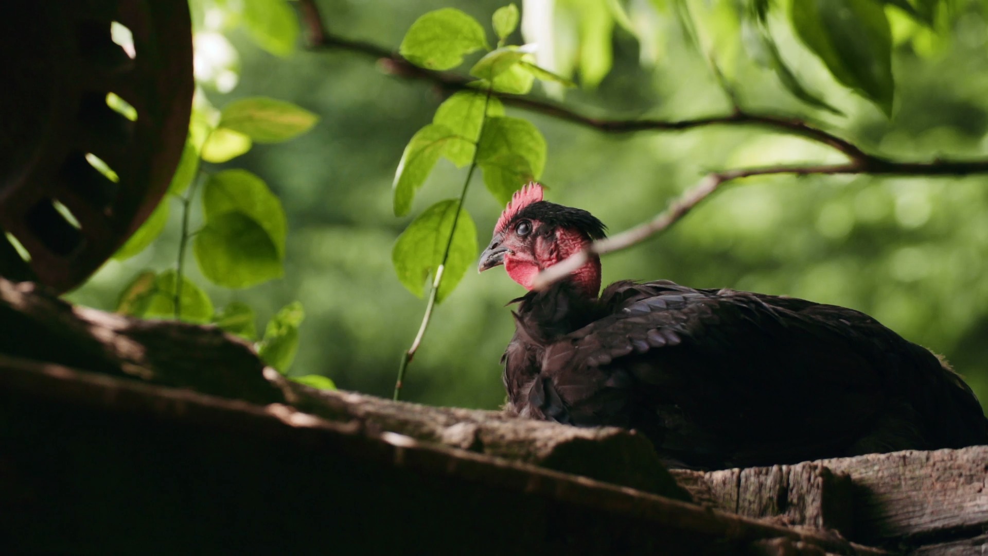 Discover chickens-close-ups, a story-driven footage | Artlist
