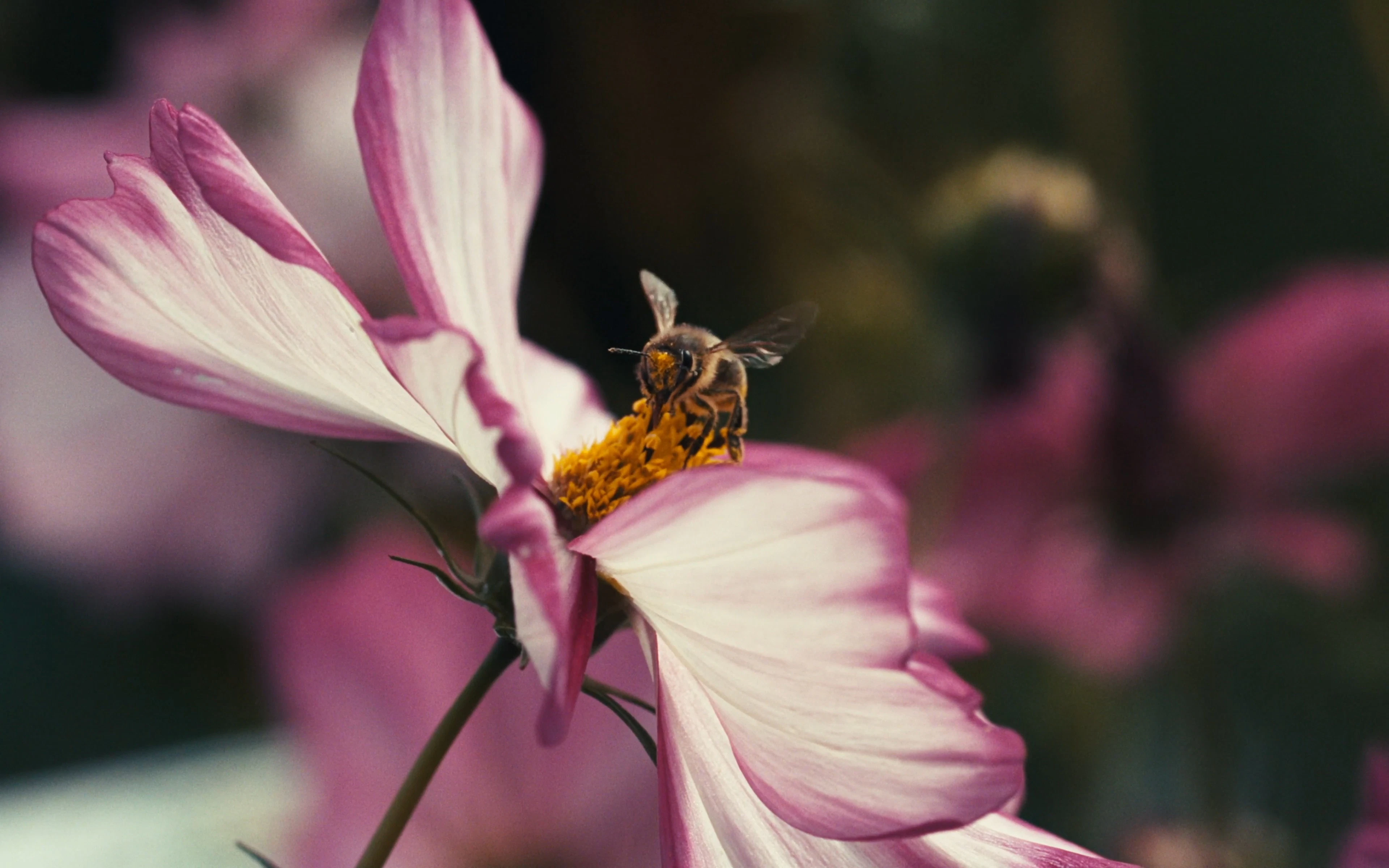 Discover insects, a story-driven footage | Artlist