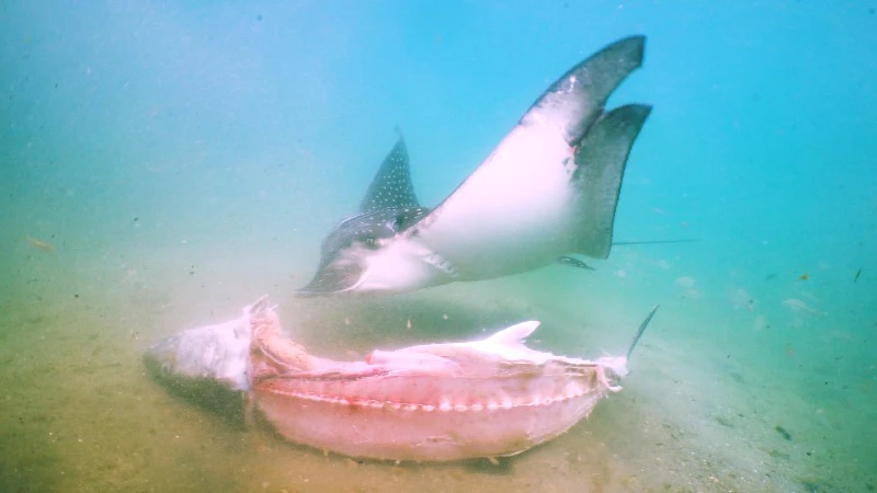 Underwater, Hunting, Ray, Ocean by Day's Edge Productions – Stock ...