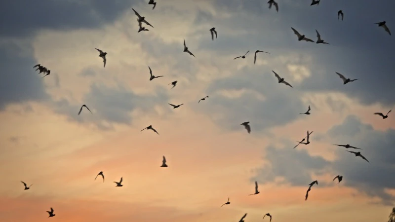 Texas, Bats, Flock, Sunset by Jonathan Lucan – Stock Footage | Artlist