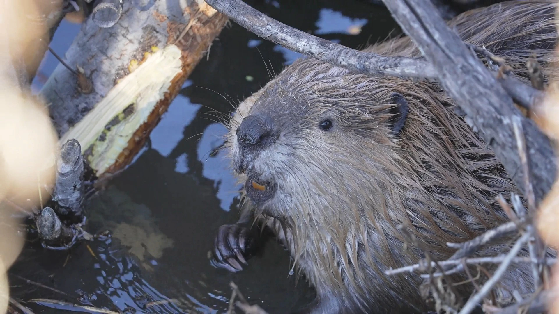 Discover beaver-in-a-pond, a story-driven footage | Artlist