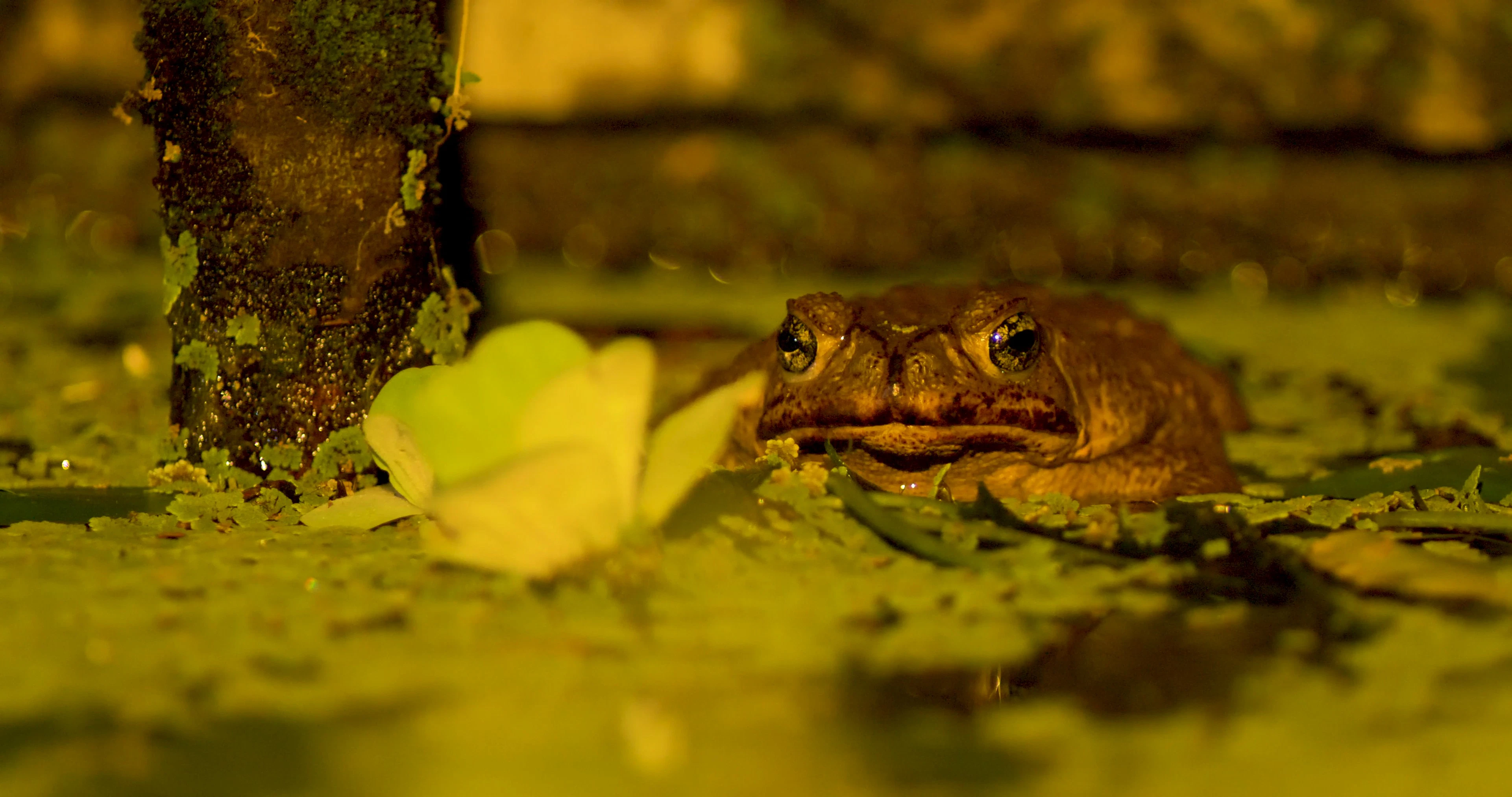 Discover cane-toads, a story-driven footage | Artlist