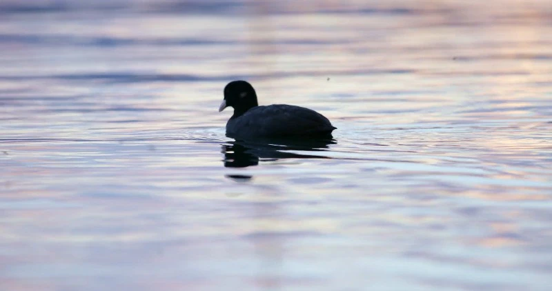 Bird, Swimming, Water, Ripples by Scott Media House – Stock Footage ...