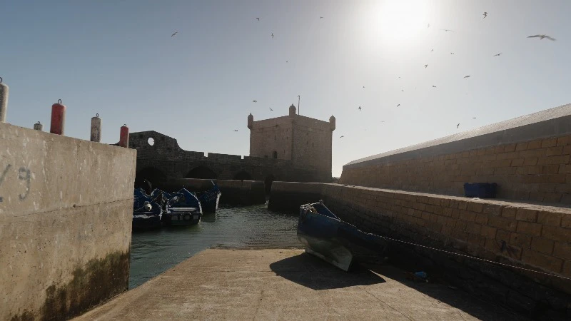 Bird, Harbour, Morocco, Fortress Of Castelo Real by Alejandro Campollo ...