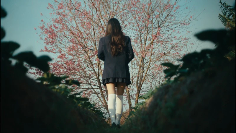 Sakura, School Uniform, Spring Season, Girl Walking by Phong Croco ...