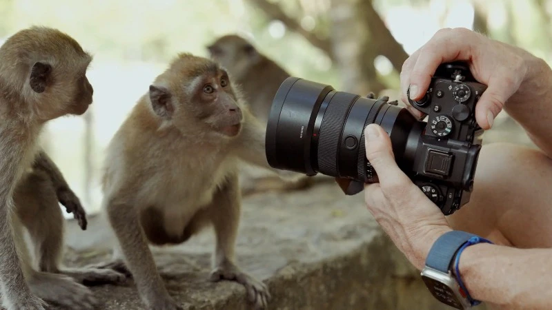 Camera, Photography, Man, Monkey by Alpha Visuals – Stock Footage | Artlist
