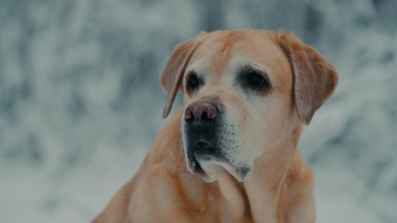 Staring, Dog, Labrador Retriever, Pet by Nathan Moine – Stock Footage ...