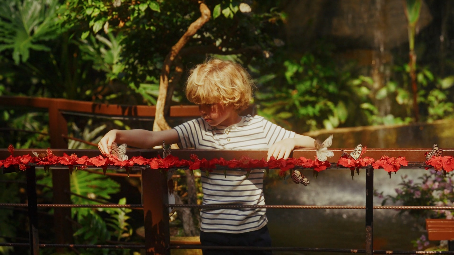 Discover Butterfly Experience A Story Driven Footage Artlist