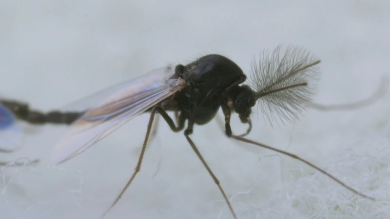 Midges, Mating, Cotton Sheet, Insects by Gentle Steps – Stock Footage ...
