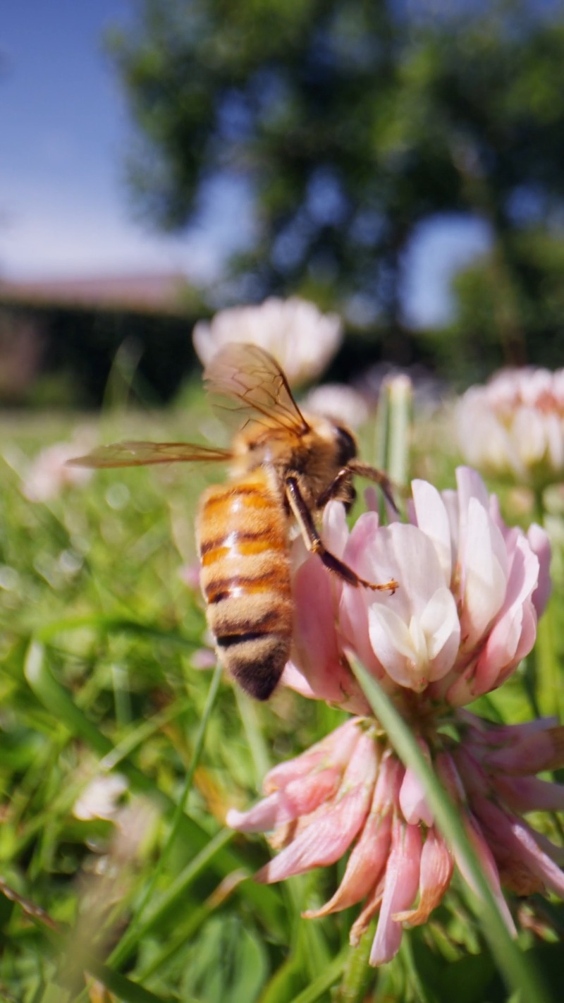 mobile-footage-vertical-format-clover-pollen-by-kristian-ozer