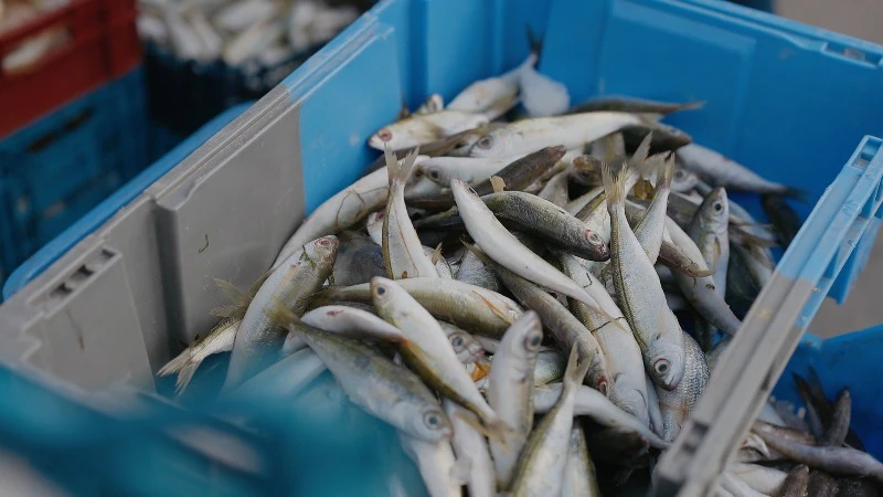 Fish, Box, Cooking, Market by Cinematic Vision – Stock Footage | Artlist