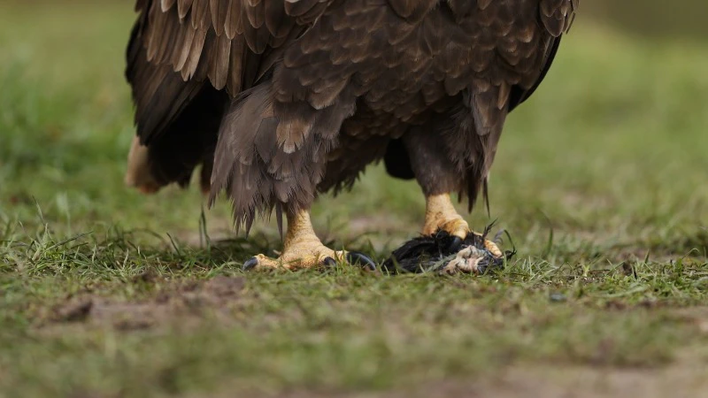White Tailed, Eagle, Apex Predator, Zeearend by Edwin Haighton – Stock ...