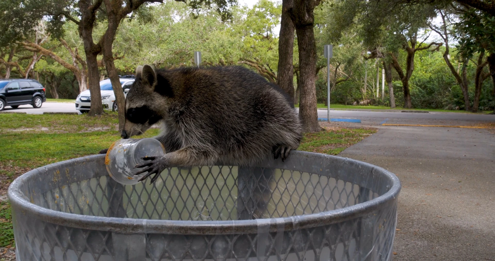 Discover trash-hunting-raccoons, a story-driven footage | Artlist