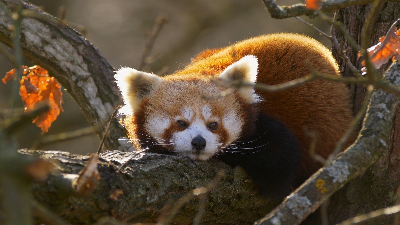 Lesser Panda, Wildlife, Tree, Animal by Lukas Pich – Stock Footage ...